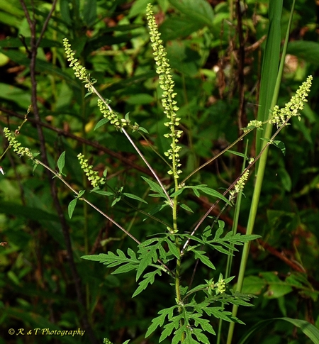 {Ambrosia artemisiifolia}